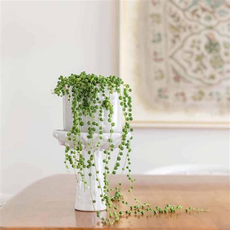 custom moisture meter string of pearls|string of pearls plant watering.